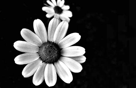 Black And White Daisy Tumblr Wallpapers - Wallpaper Cave