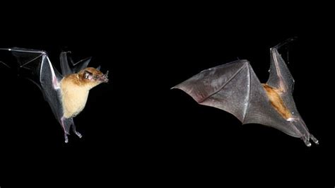 This "New" Species of Bat Has Been Sitting in Museums for a Century