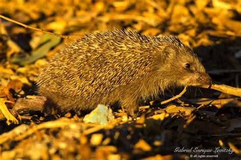 Eastern Hedgehog | Eastern Hedgehog, Erinaceus concolor, Ash… | Flickr