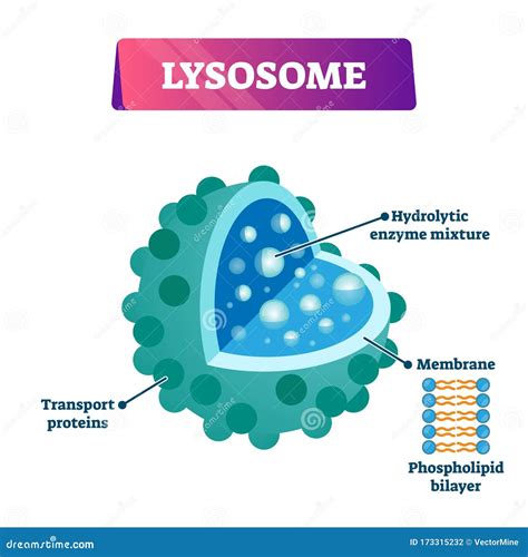 Lysosome Cell Organelle Vector Illustration Labeled Cross Section Diagram Stock Vector ...