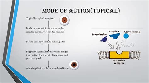 Atropine-mode of action,uses and side effects - YouTube