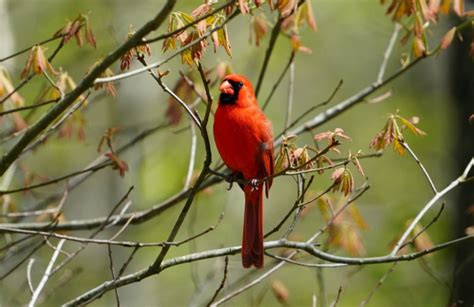 Kentucky State Bird: Pictures and Fun Facts I TheBirdPedia