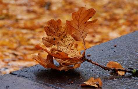 Free Images : tree, plant, wood, maple leaf, stones, autumn leaf 5184x3456 - - 1025729 - Free ...