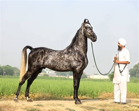 Marwari or Kathiawari breed of horse. Kathiyawadi Horse, Grey Horse ...