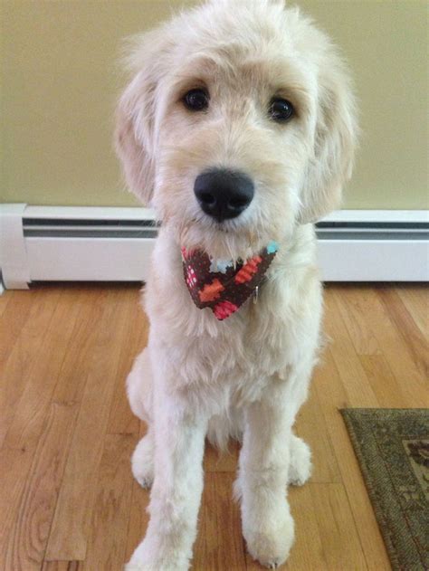 39 best Groodle cuts images on Pinterest | Golden doodles, Doggies and Goldendoodle grooming