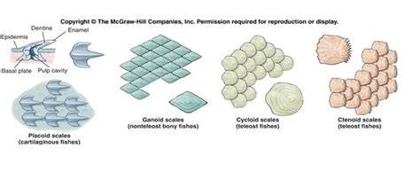 Different Types Of Fish Scales