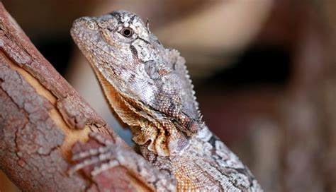 Frilled Lizard (Chlamydosaurus Kingii) | about animals