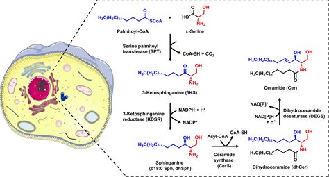 1 Nadph2 Is Equal To How Many Atp - Wasfa Blog