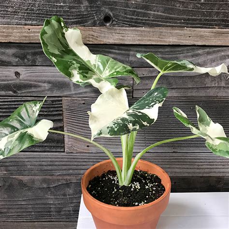 Alocasia Macrorrhiza Variegata Albo | 6" Pot - Plant Hawaii