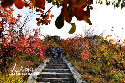 北京：香山红叶迎来最佳观赏期--读图--首页