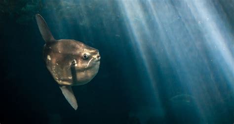 Lazy sunfish are actually active predators | Science News