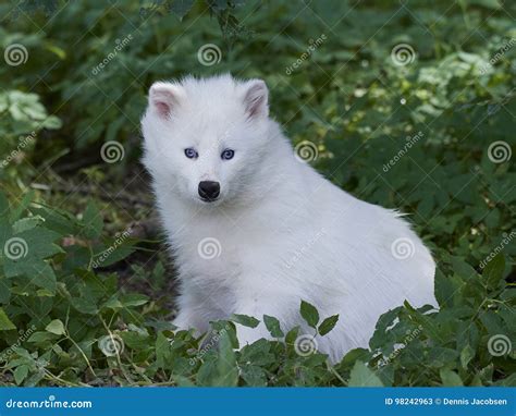 White Raccoon Dog Nyctereutes Procyonoides Stock Image - Image of ...