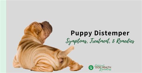 Puppy Distemper - Symptoms, Conventional and Natural Treatment