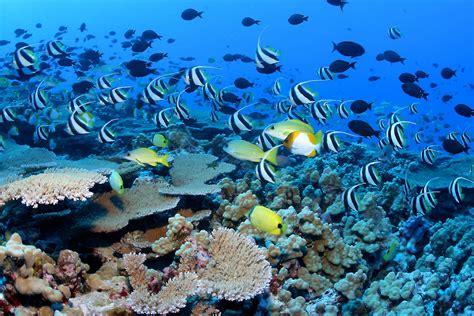 Biodiversity Science: Genetic diversity of coral reefs