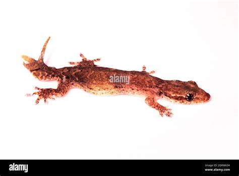 Invasive reptile species Cut Out Stock Images & Pictures - Alamy