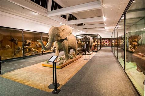 Museum Notes: South African Museum • Cape Town