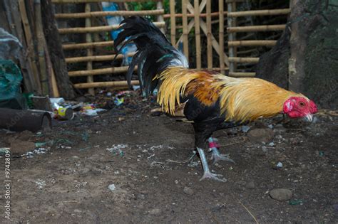 fighting rooster Stock Photo | Adobe Stock