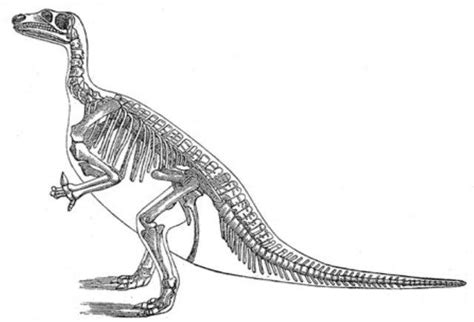 Dinosaur Skeleton Pictures