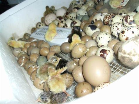 1 Dozen Button Quail Eggs F/S TN (SOLD)