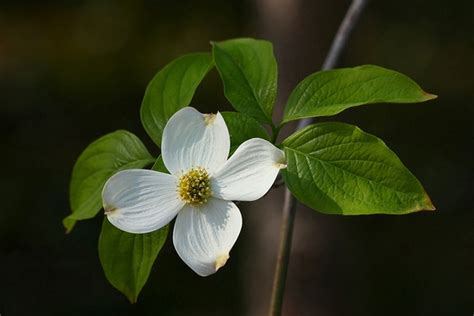 Cornus florida (Flowering Dogwood) | North Carolina Extension Gardener Plant Toolbox