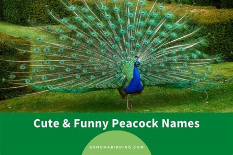 200 Cute and Funny Peacock Names - Sonoma Birding