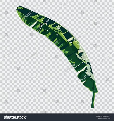 Banana Leaf Drawing Vector Illustrations Botanical Stock Vector ...