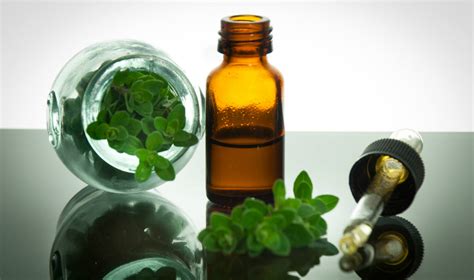 Oregano oil - a natural antibiotic - Healthy Life & Beauty