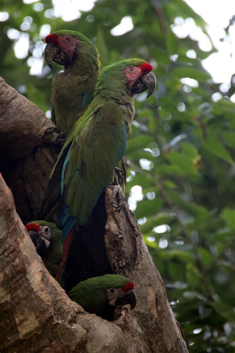 UNITED FOR THE MACAWS A. C. - Home