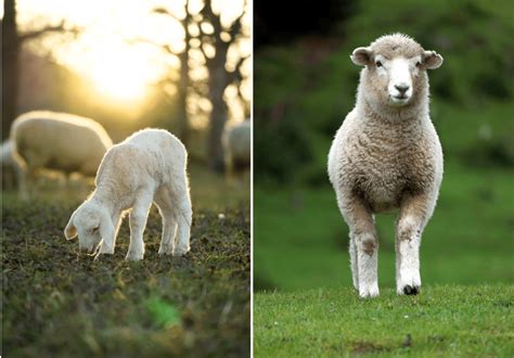 Lamb vs Sheep - What is the difference? - Animal Corner