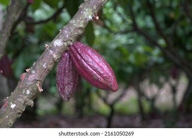 Theobroma Cacao Called Cocoagrown Edible Seeds Stock Photo 2161050269 | Shutterstock