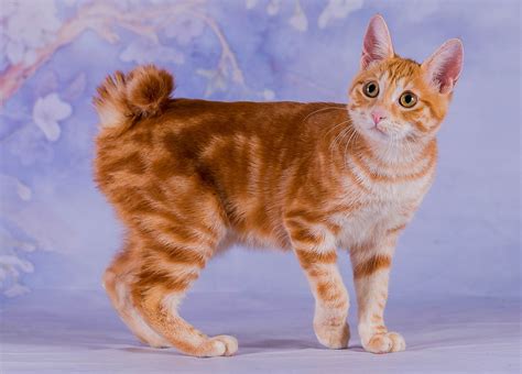 Japanese Bobtail Breed Profile - Cat-World