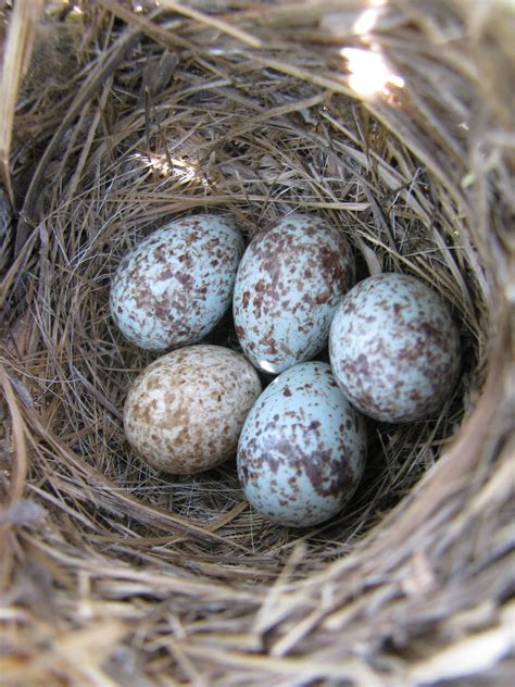 bloxiesersd2 | Sparrow eggs, Song sparrow, Sparrow nest