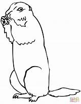 Brown Prairie Dog coloring Page  Free Printable Coloring Pages sketch template