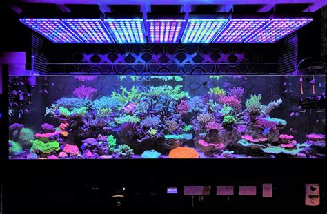 best-LED-aquarium-lighting | Aquarium, Aquarium lighting, Led aquarium lighting