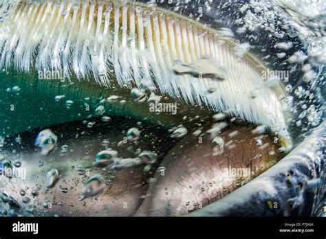 Baleen whale underwater hi-res stock photography and images - Alamy