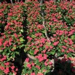 EUPHORBIA MILLI DWARF APACHE - The Good Earth Nursery