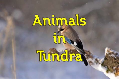 40 Animals in The Tundra (List, Facts, and Pictures)