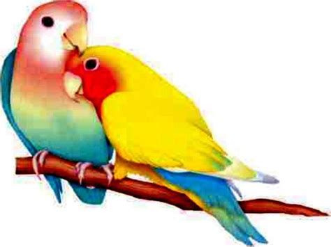 Love Birds Wallpapers - Wallpaper Cave