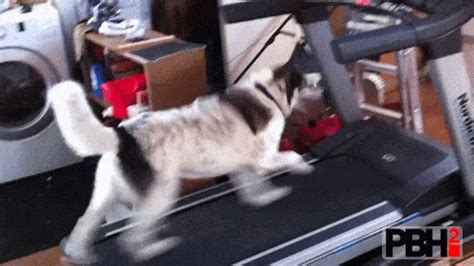 The Cutest Husky GIFs You Will Ever See