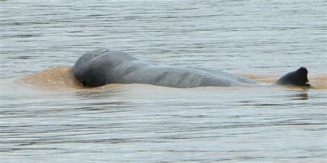 Rare Mekong River Dolphins May Become Extinct Because Of A Dam | HuffPost