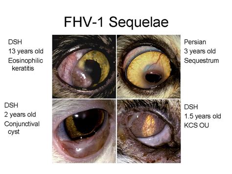 Anterior Uveitis Cat