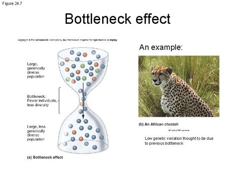 Bottleneck