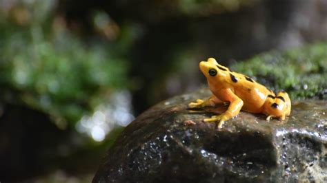 Panamanian Golden Frog Conservation at The Maryland Zoo