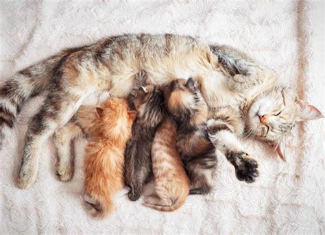 Cat Pregnancy and Birth | Signs, Cat Pregnancy Length, and More | PetMD