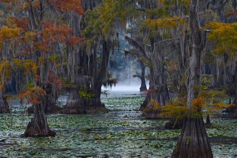 Caddo Lake – Attractions And Activities • Travel Tips