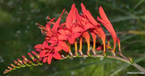 Crocosmia Bulbs Care: How To Grow Montbretia Lucifer Plant