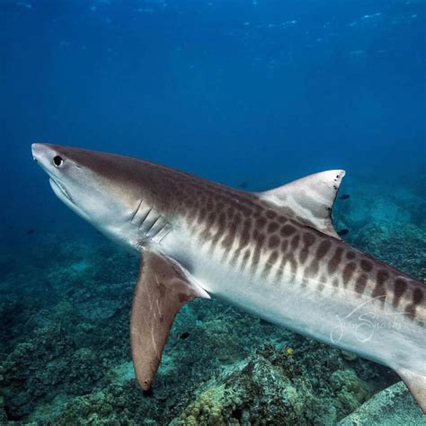 Decline in tiger shark population defies expectations – Griffith News