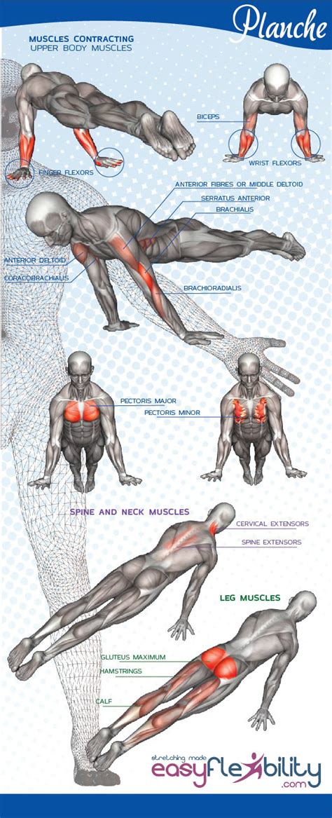 Planche Mastery – EasyFlexibility