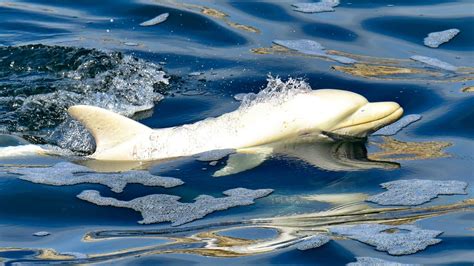 Extremely rare albino dolphin spotted in Africa, possibly for the 1st ...