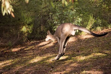 Hopping kangaroo - 2 — Stock Photo © Stokaji #1609245